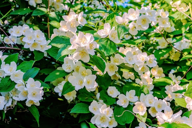 Fleurs de jasmin blanches délicates sur fond de feuillage vert foncé