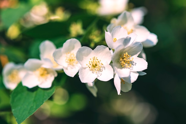 Fleurs de jasmin blancs, fleurs de jasmin, printemps