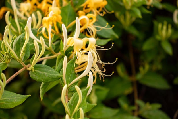 Fleurs de jasmin sur une branche d'arbre de jasmin dans une journée ensoleillée