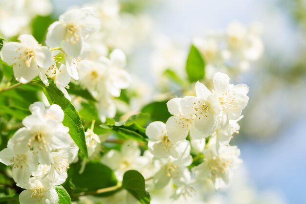 fleurs de jasmin sur un buisson dans un jardin