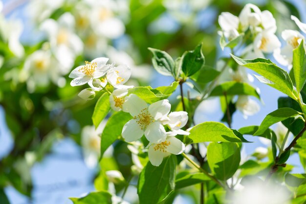 des fleurs de jasmin sur un buisson dans un jardin