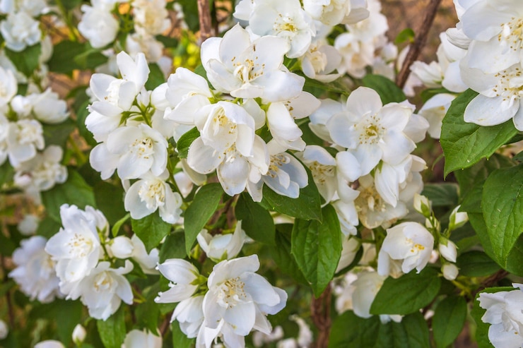 Photo fleurs de jasmin de bush décoratifs sur un fond de ciel bleu close-up floral fond festif