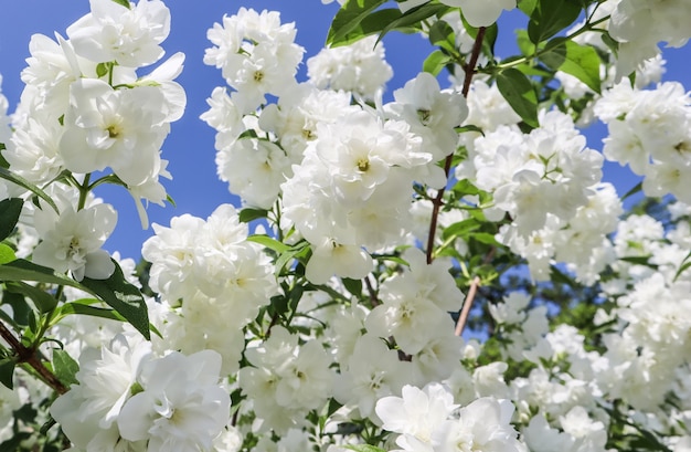 Fleurs de jasmin dans le jardin en gros plan de branches avec des fleurs blanches contre le ciel bleu