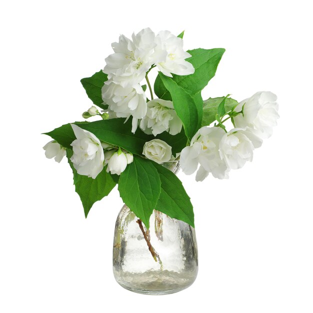 Fleurs de jasmin dans un vase isolé sur fond blanc