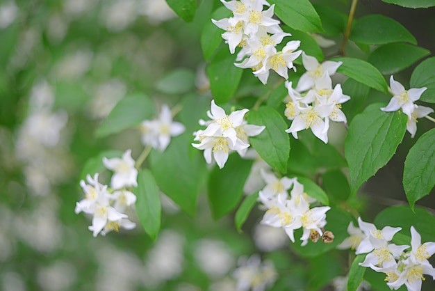 Fleurs de jasmin d'été blanc