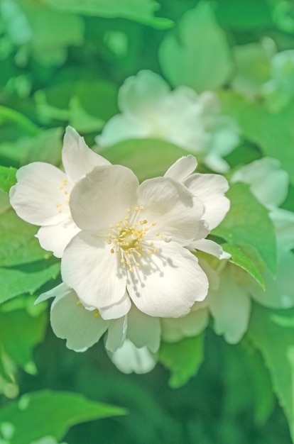 Fleurs de jasmin fleurissant sur le buisson