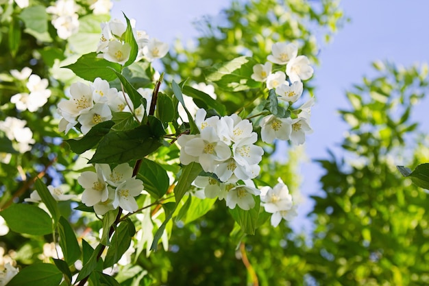 Fleurs de jasmin en fleurs au printemps