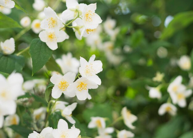 Fleurs de jasmin en fleurs et parfumées Buisson de jasmin en fleurs