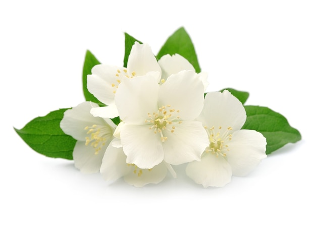 Fleurs de jasmin isolés sur blanc