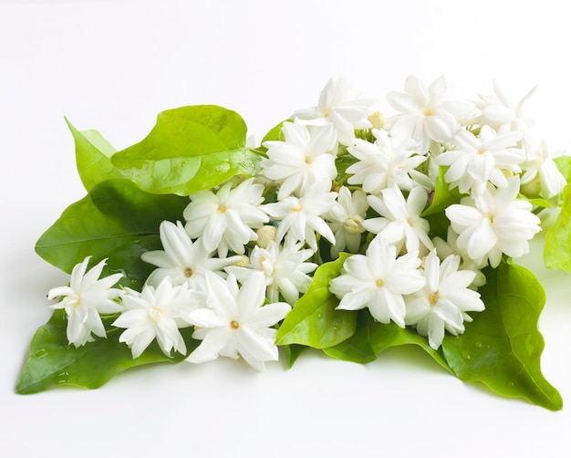 Fleurs de jasmin isolés