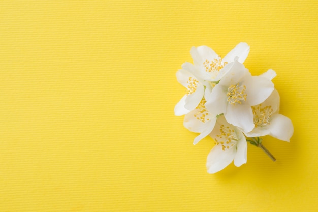 Fleurs de jasmin sur un jaune vif