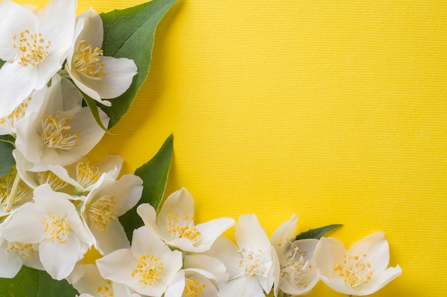 Fleurs de jasmin sur un jaune vif