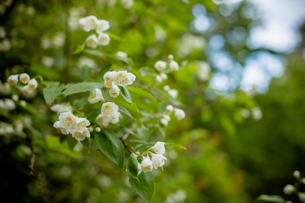 Fleurs de jasmin s'épanouissant sur un buisson par une journée ensoleillée dans le parc ou le jardin. Fleur de jasmin poussant sur un buisson dans le jardin avec rayons de soleil et bokeh.