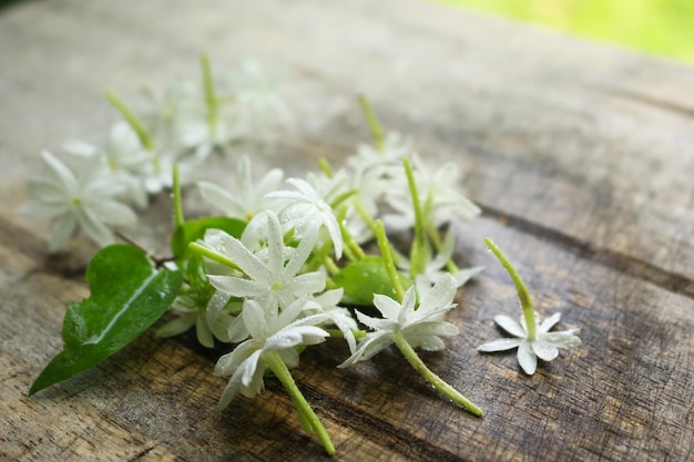 Fleurs de jasmin Soft Focus sur fond de bois