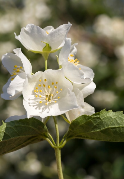 fleurs de jasmin