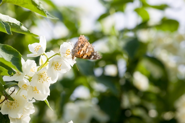 fleurs de jasmin