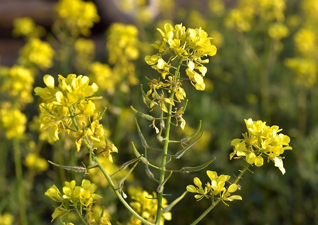 fleurs jaune vif sur fond vert flou agriculture technique