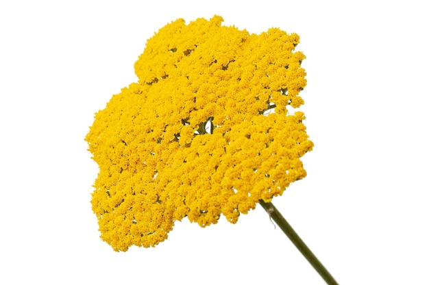 Fleurs jaunes d'achillée lat Achillea millefolium isolé sur fond blanc