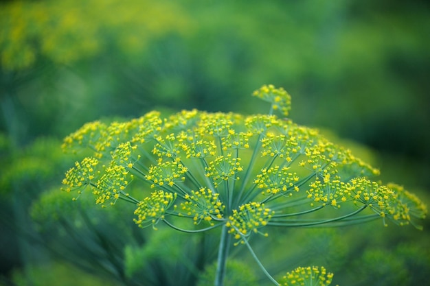 Photo fleurs jaunes d'aneth anethum graveolens close up