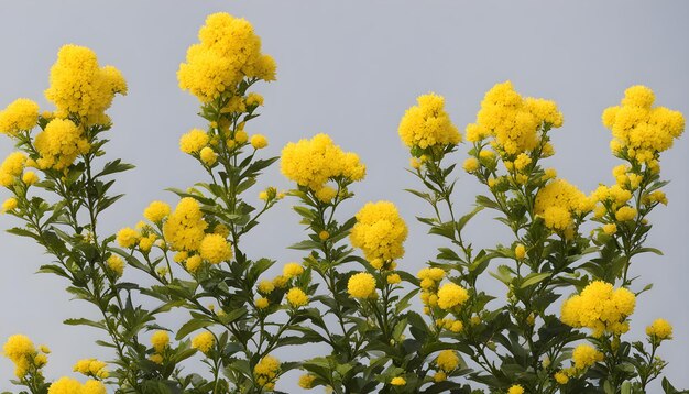 Photo des fleurs jaunes sur un arbre au printemps