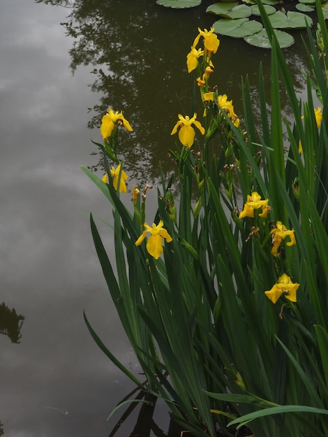 Fleurs jaunes au bord de l'eau