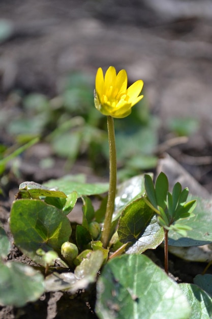 Fleurs jaunes au sol