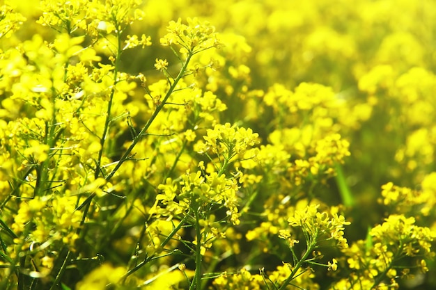 Photo fleurs jaunes de barbarea vulgaris (herb barbara, cresson d'hiver ou roquette jaune). fermer