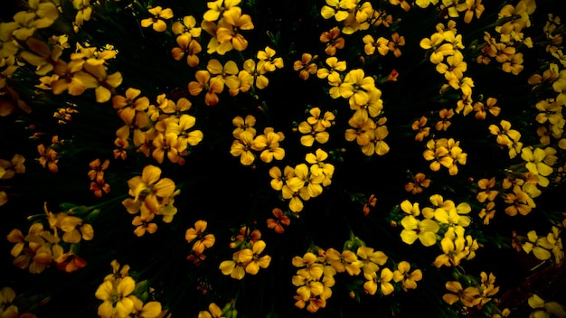 Fleurs jaunes Beau jardin