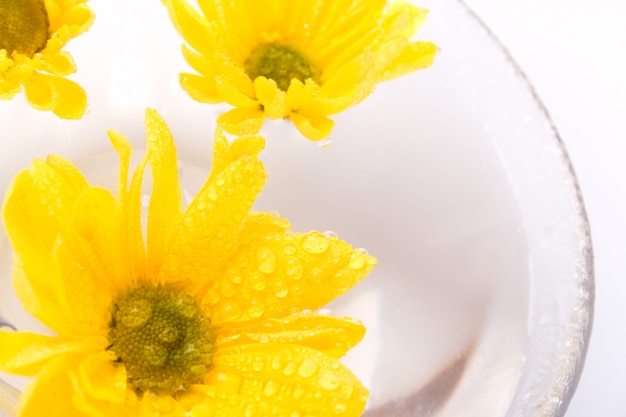 Fleurs jaunes bouchent flottant dans l&#39;eau