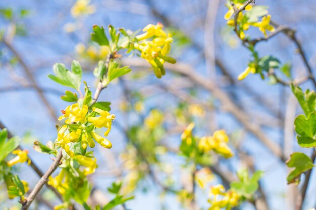 Fleurs jaunes sur un buisson de cassis Jardin fleuri au printemps Jardinage et entretien des plantes