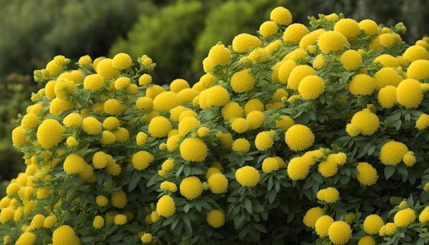 des fleurs jaunes sur un buisson