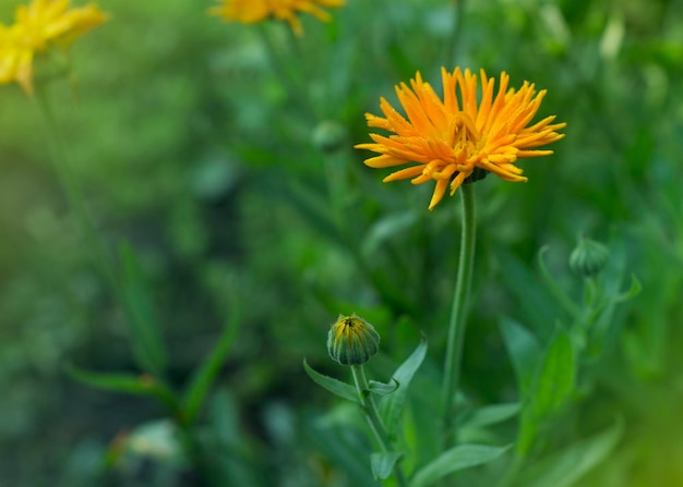 Fleurs jaunes de Calendula officinalis en gouttes de rosée 2