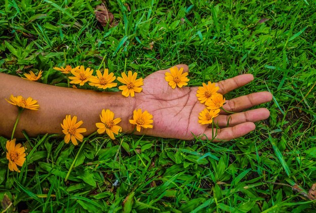 Photo des fleurs jaunes sur le champ