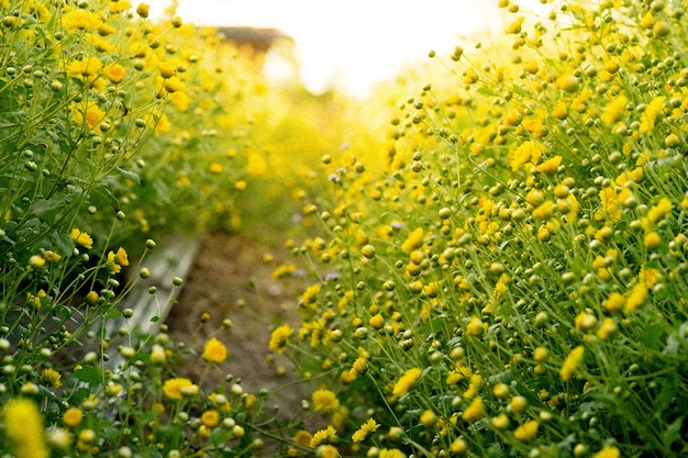 Fleurs jaunes de chrysanthème avec une image macro à foyer doux, un style vintage floral et un fond de ton film