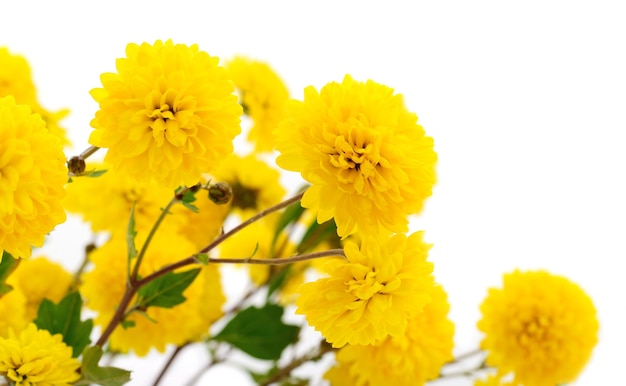 Fleurs jaunes de chrysanthème