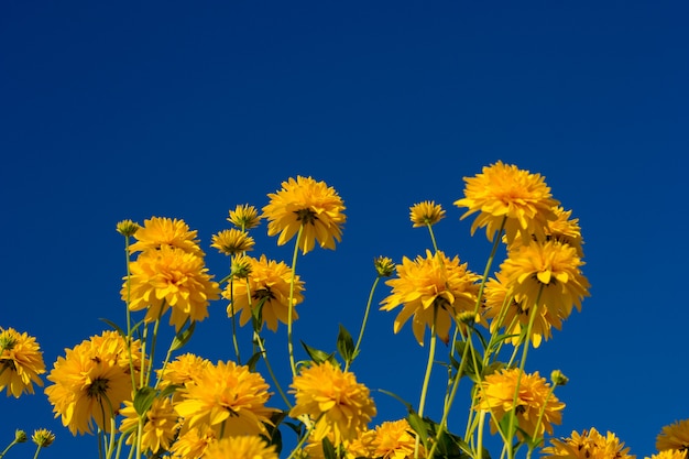 Fleurs jaunes avec un ciel bleu