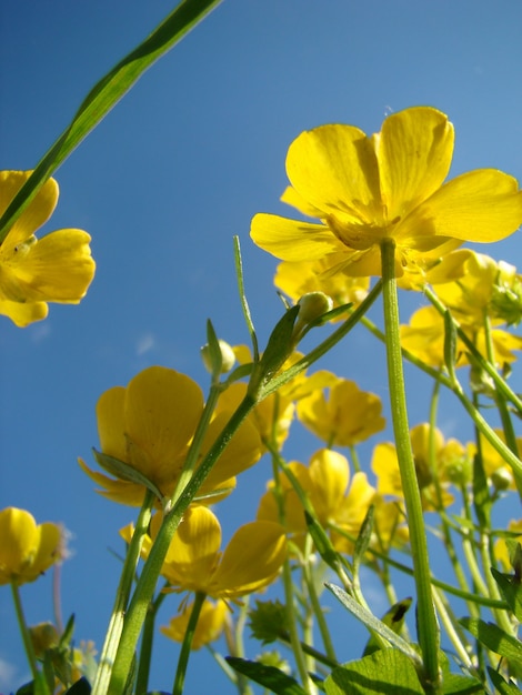 Fleurs jaunes et ciel bleu