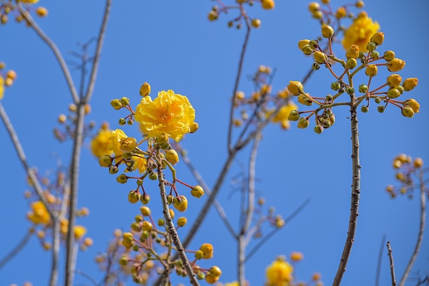 Fleurs jaunes de Cochlospermum religiosum bouquet de fleurs sur l'arbre, tasse de beurre