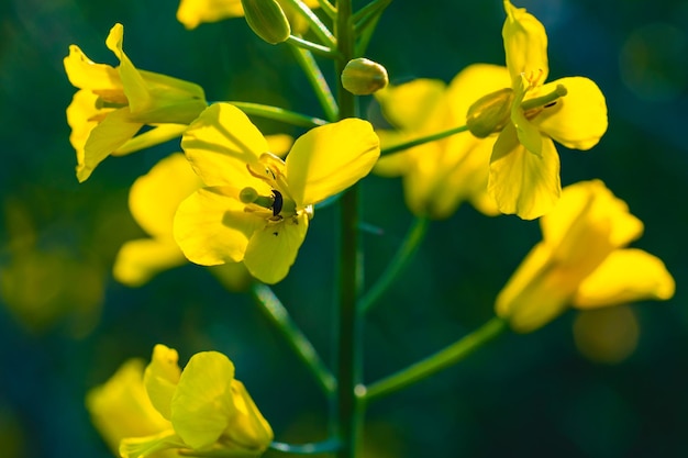 Fleurs jaunes colorées sur fond d'herbe verte