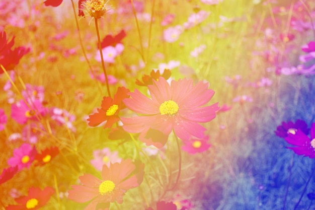 Photo des fleurs jaunes cosmos dans le jardin au coucher du soleil ton vintage focus sélectif.