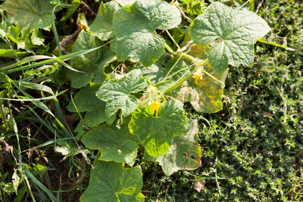 Fleurs jaunes Cucumbe