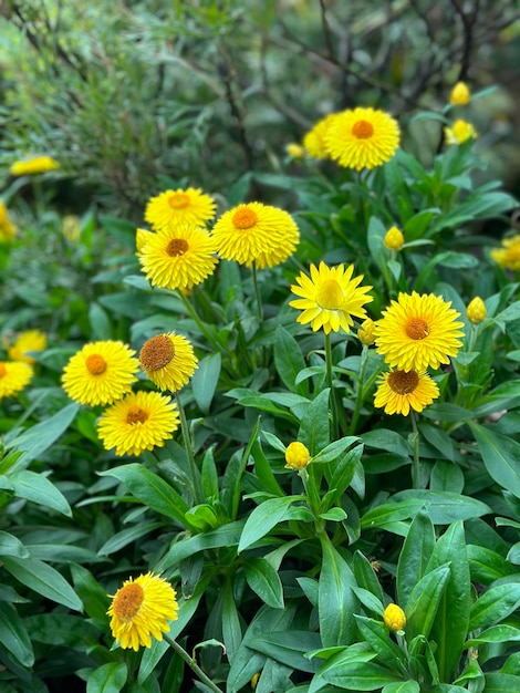 Des fleurs jaunes dans un champ près des arbustes