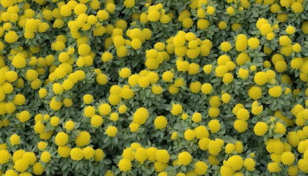 Photo des fleurs jaunes dans le champ