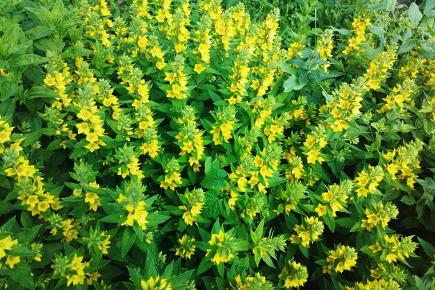 Fleurs jaunes dans le fond de l'été du parc de la ville