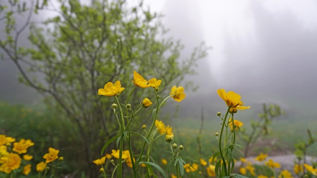 Fleurs jaunes dans la forêt de brouillard