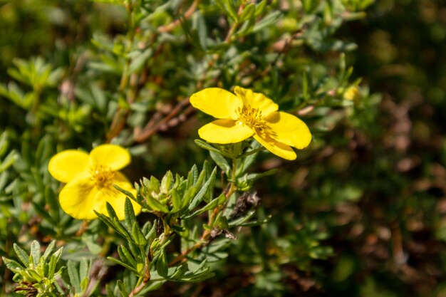 fleurs jaunes dans la forêt