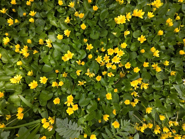 Fleurs jaunes dans l'herbe verte et feuilles vue de dessus