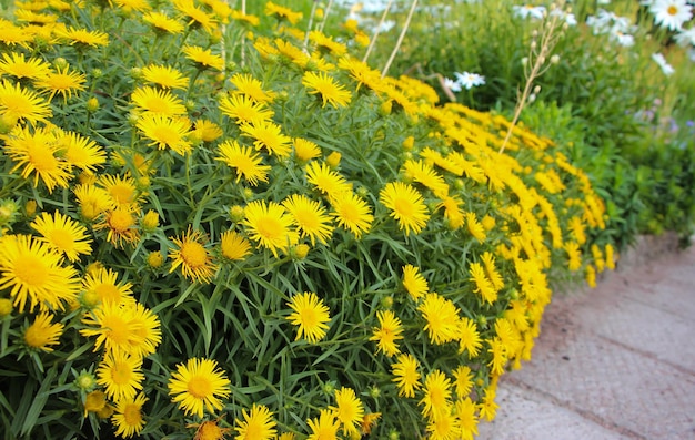 fleurs jaunes dans le jardin botanique (lat. Asteraceae)