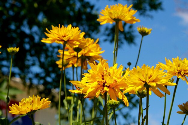 Fleurs jaunes dans le jardin d'été