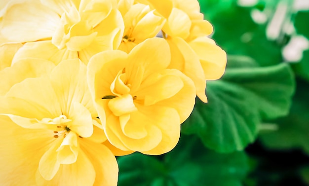 Fleurs jaunes dans le jardin un jour d'été